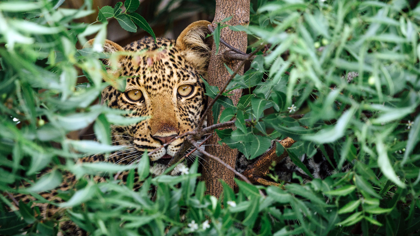 Leopard in Katavi National Park, Tanzania