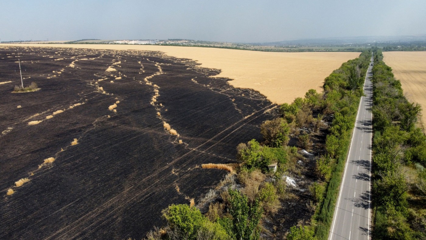 Burnt wheat plantations 