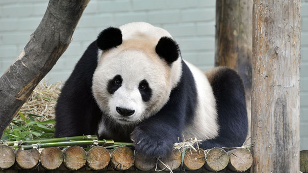 Edinburgh Zoo&#039;s giant Panda