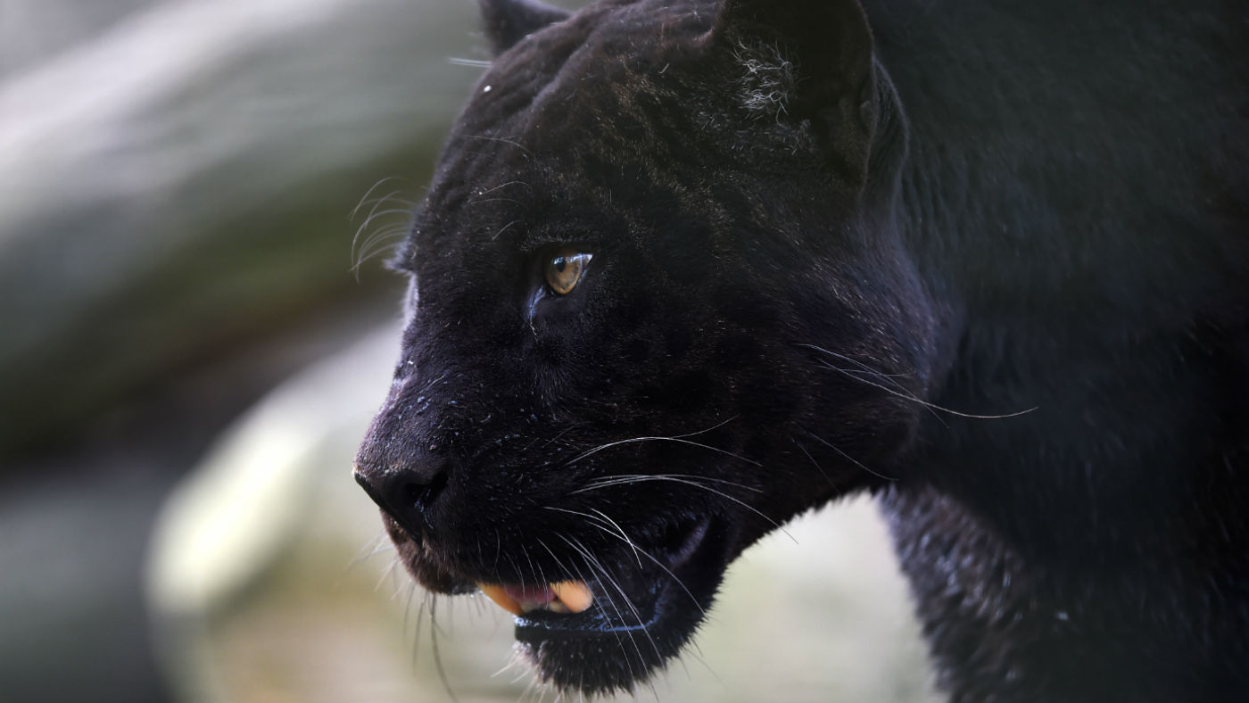 panther, jaguar