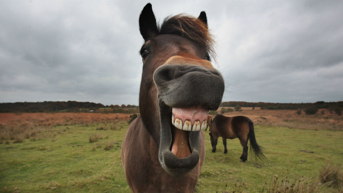 A smiling horse 