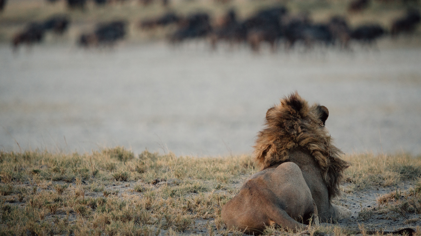 Lion on the Makgadikgadi salt pans, Botswana