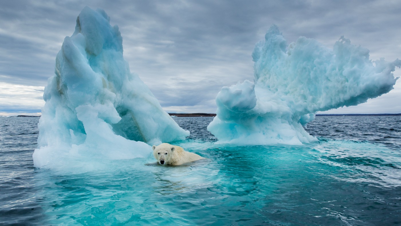 A polar bear swimming beside a melting iceberg near the Arctic Circle in Hudson Bay, Canada
