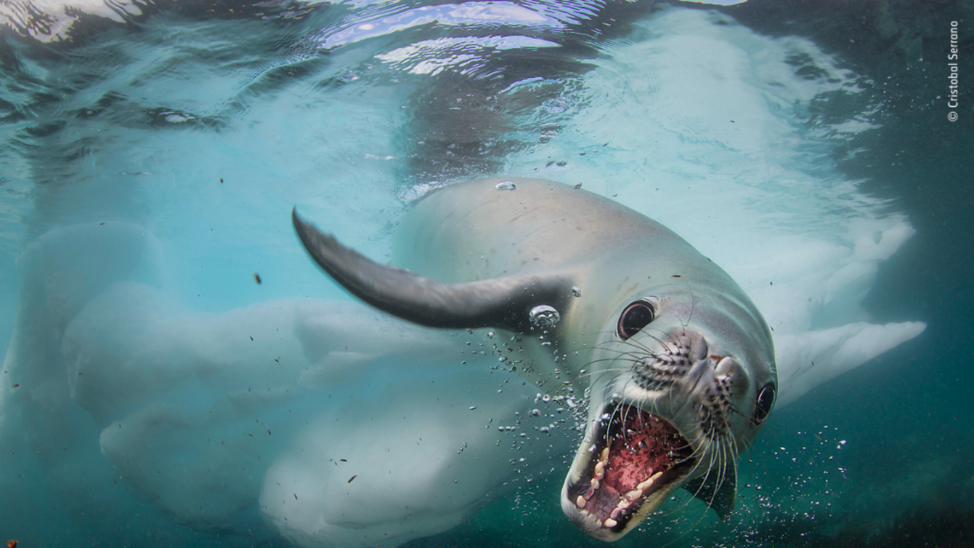 An angry seal