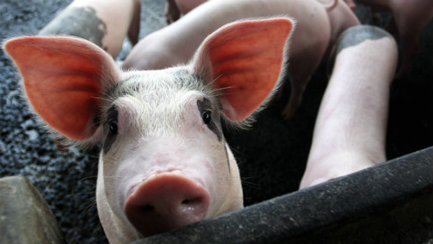 Swine flu: what is the H1N1 virus and how is it spread? | The Week UK