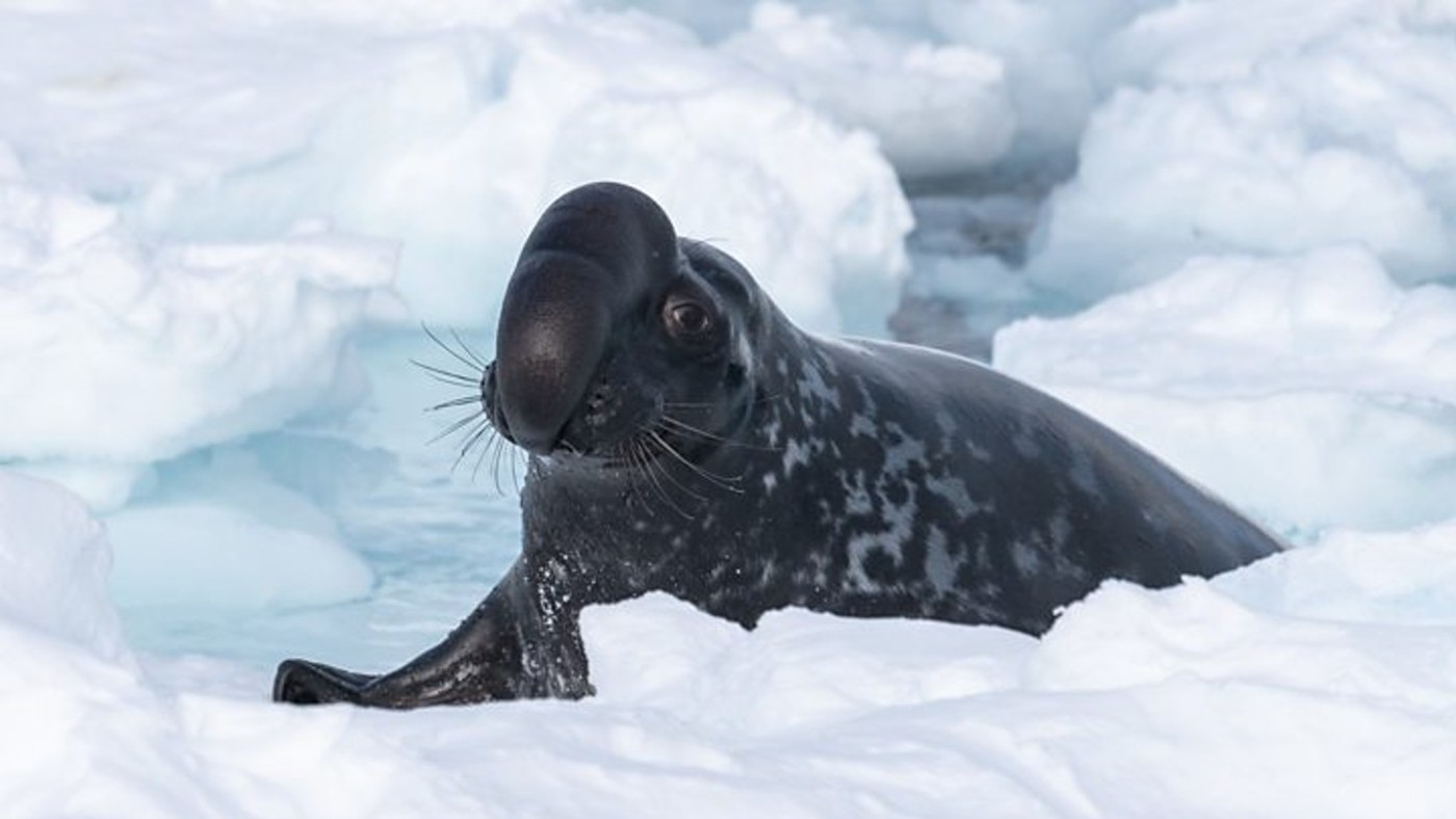 A male hooded seal, which have bi-lobed noses