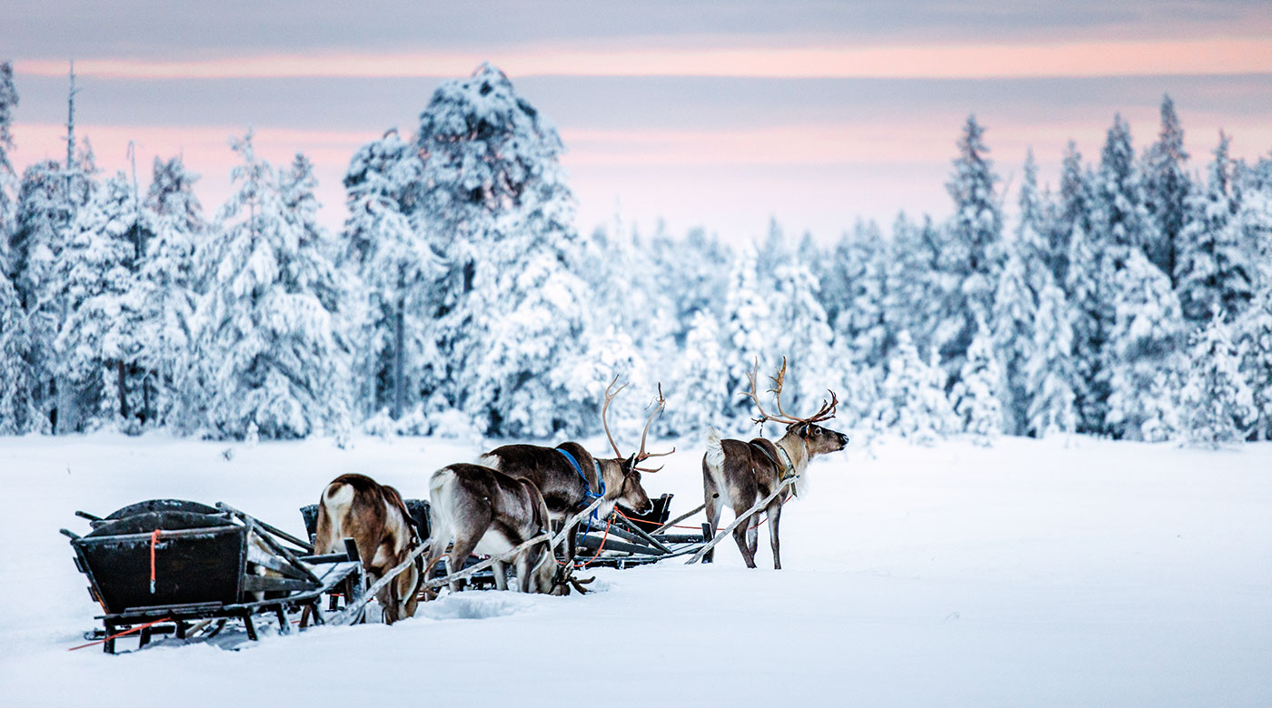 A reindeer safari at Salla Wilderness Park in Arctic Finland
