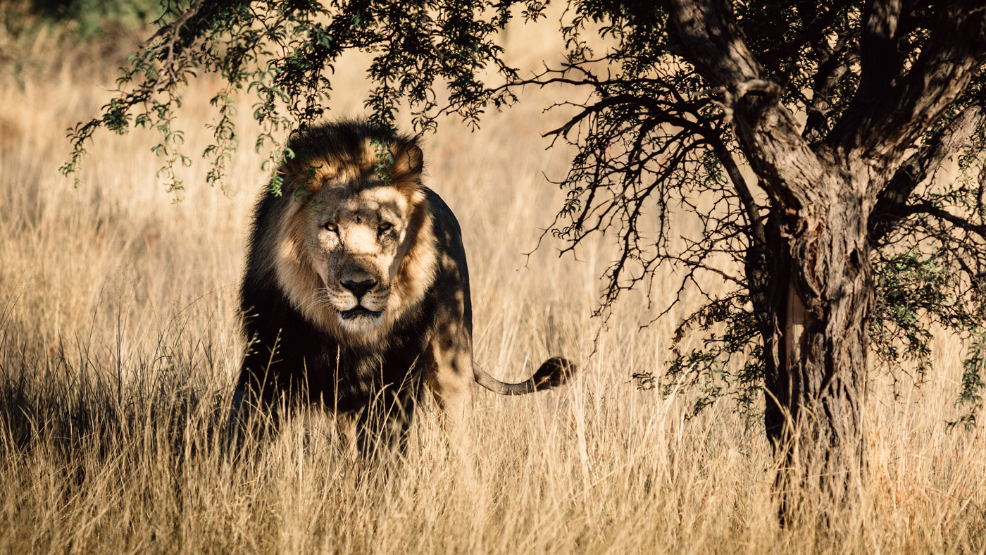 Kalahari black-maned lion