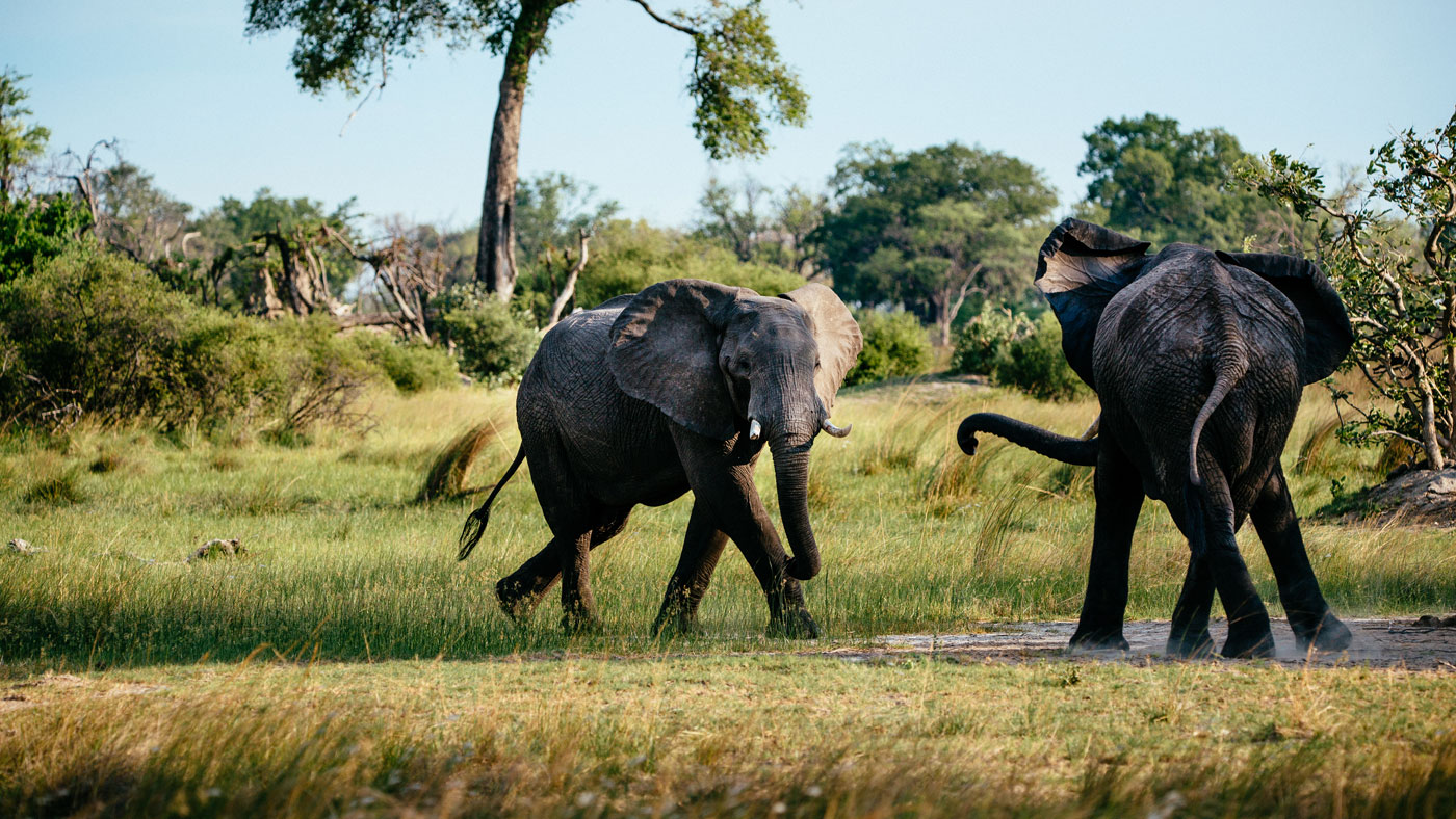 Okavango Delta elephants fighting