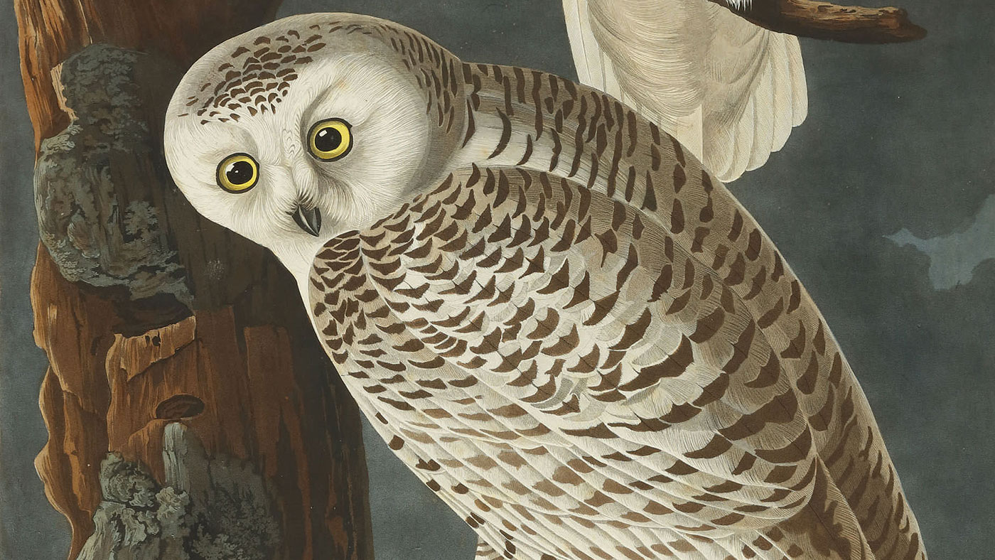 Owls from The Birds of America