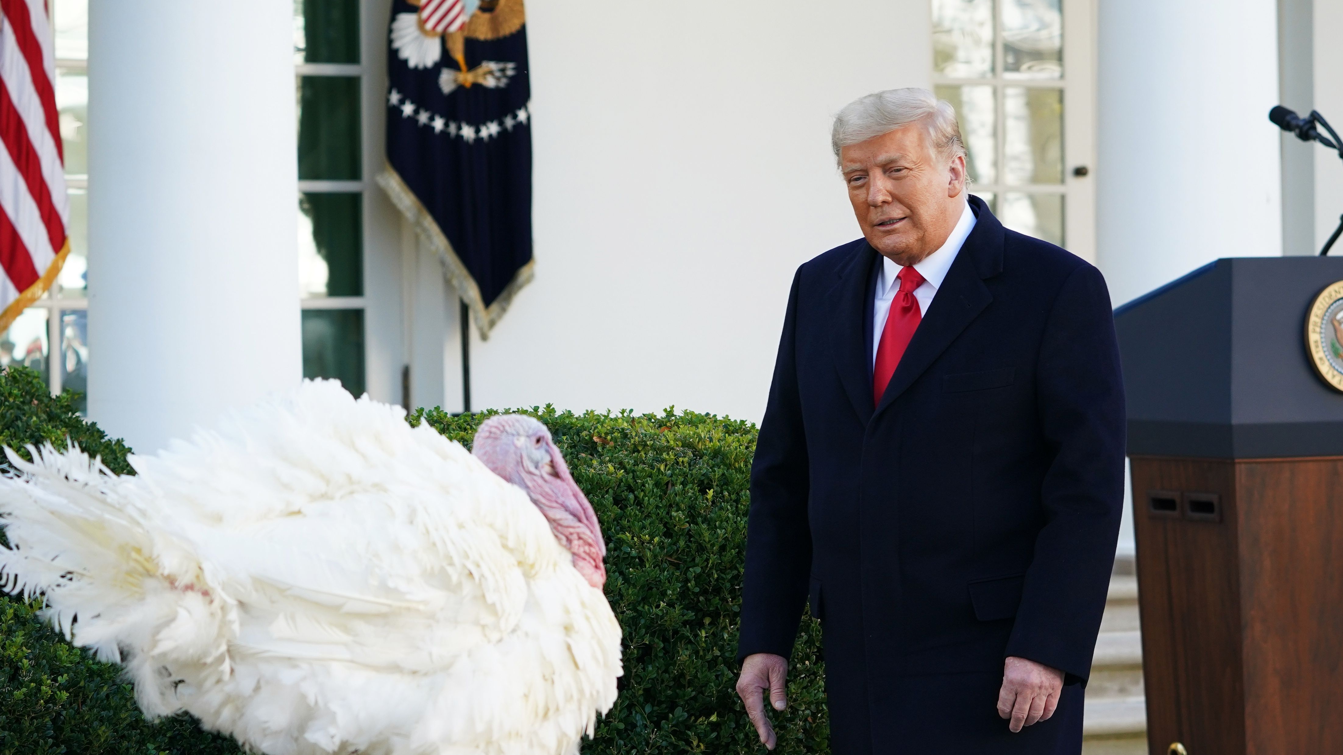 Donald Trump seen with Thanksgiving turkey &quot;Corn&quot; before it was pardoned.