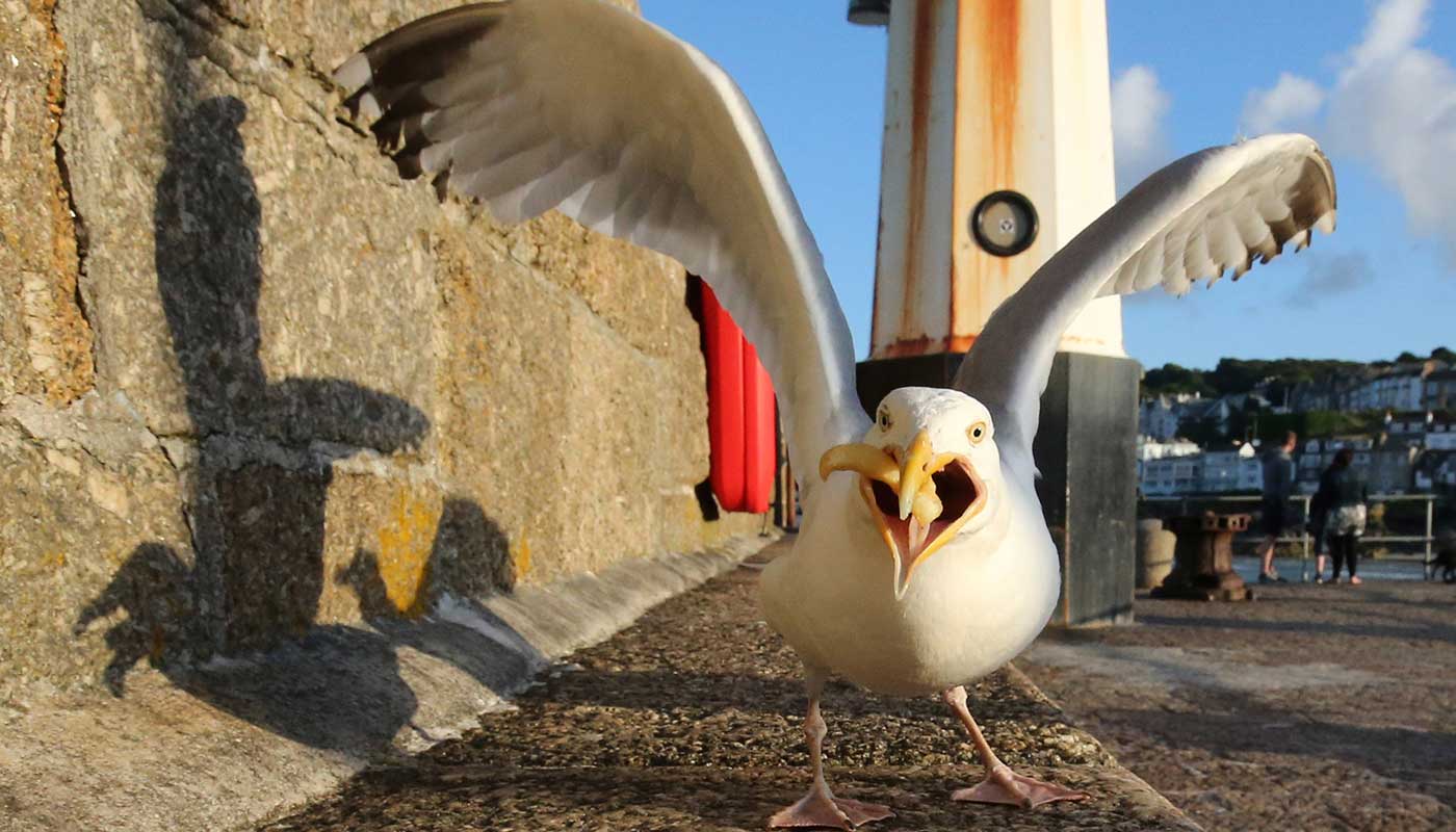 woman-bites-off-mans-tongue-and-gull-flies-off-with-it