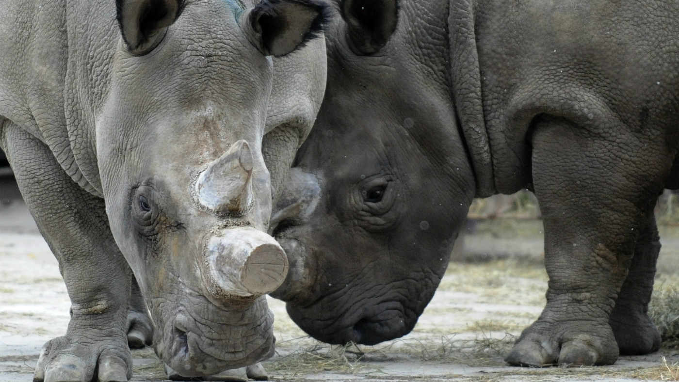 Rhinos at Dvur Kralove zoo