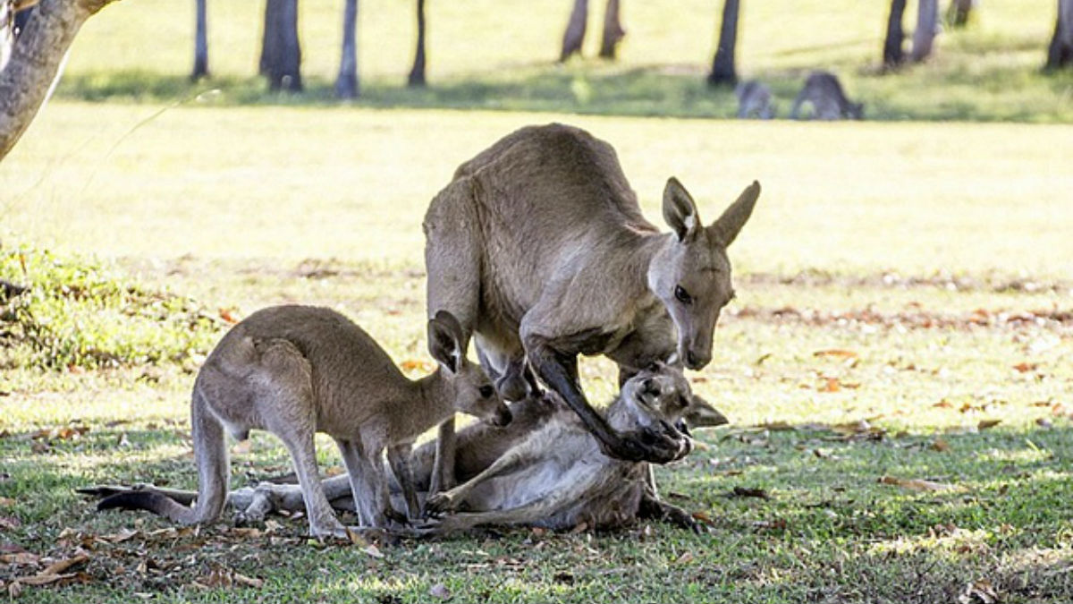 Kangaroo 'mating not mourning', say experts | The Week UK