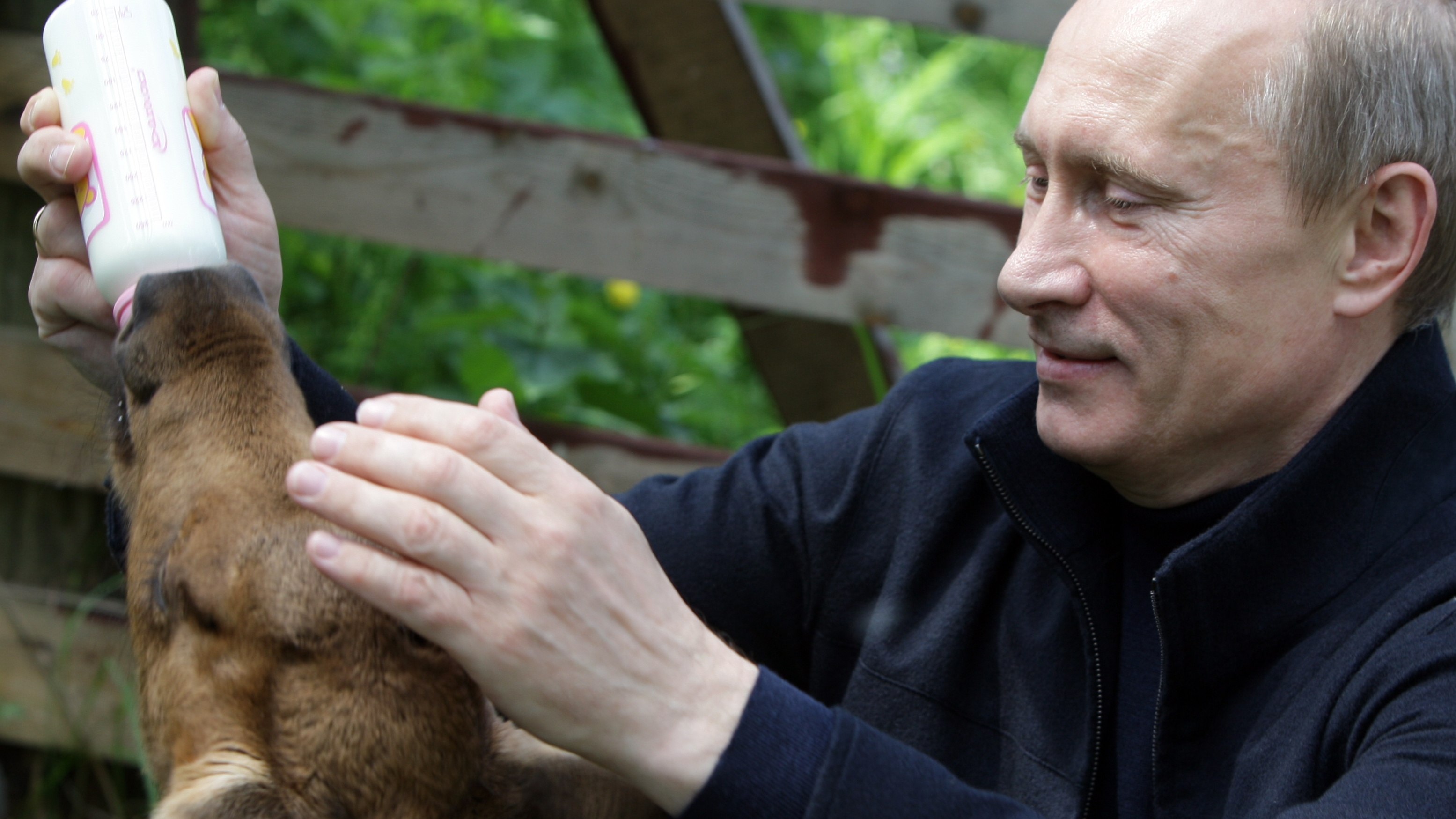 Vladimir Putin feeds a calf during a 2010 visit to Moose Island National Park