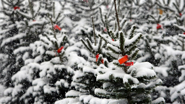 Christmas trees covered with snow