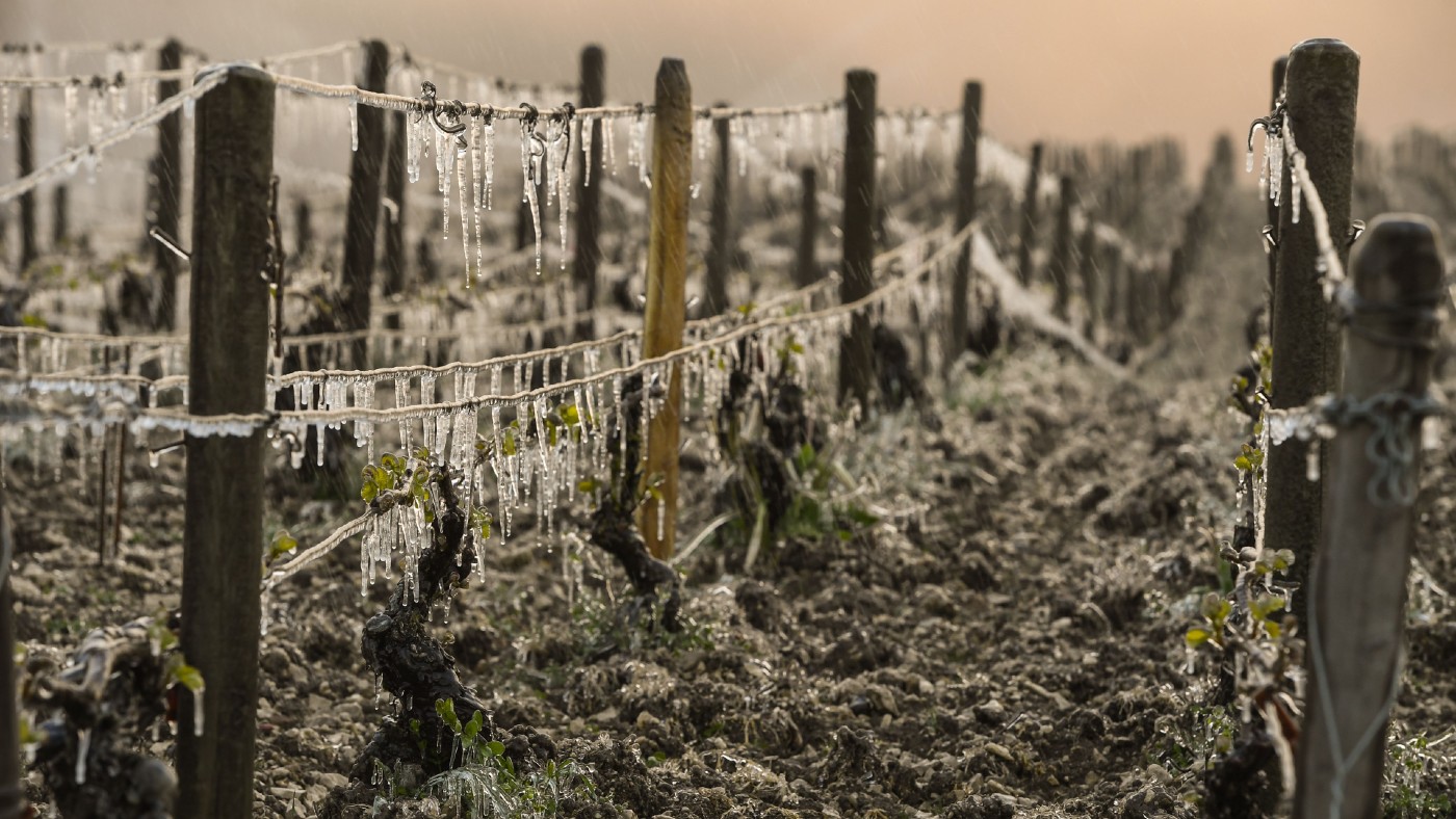 A Chablis vineyard in Auxerre which was hit by frost in April  