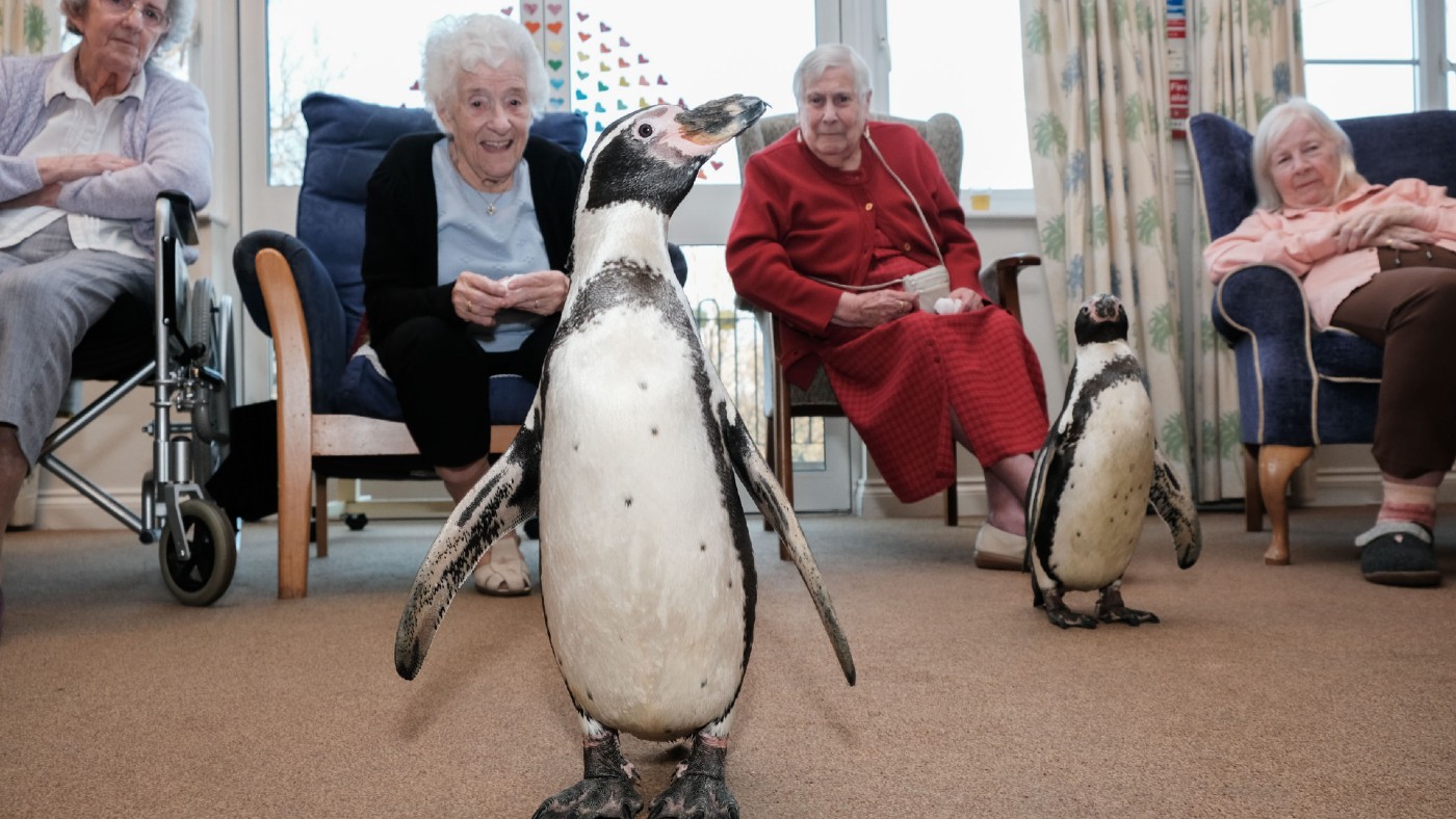 Penguin delighting care home residents