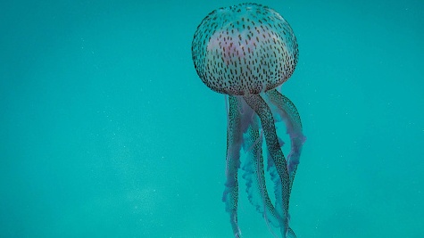 A jellyfish in the ocean