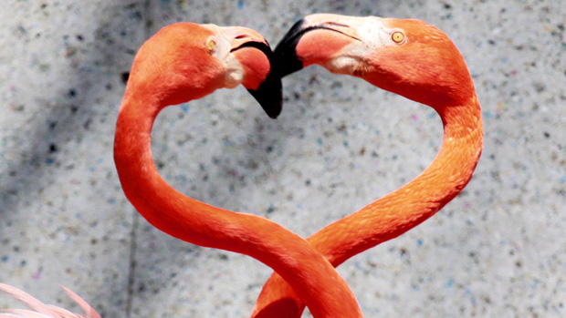 A pair of Caribbean flamingos extend their heads and necks in a heart shape as flamingos perform courtship dances at the Saitama Children&#039;s Zoo in Higashimatsuyama city in Saitama prefecture,