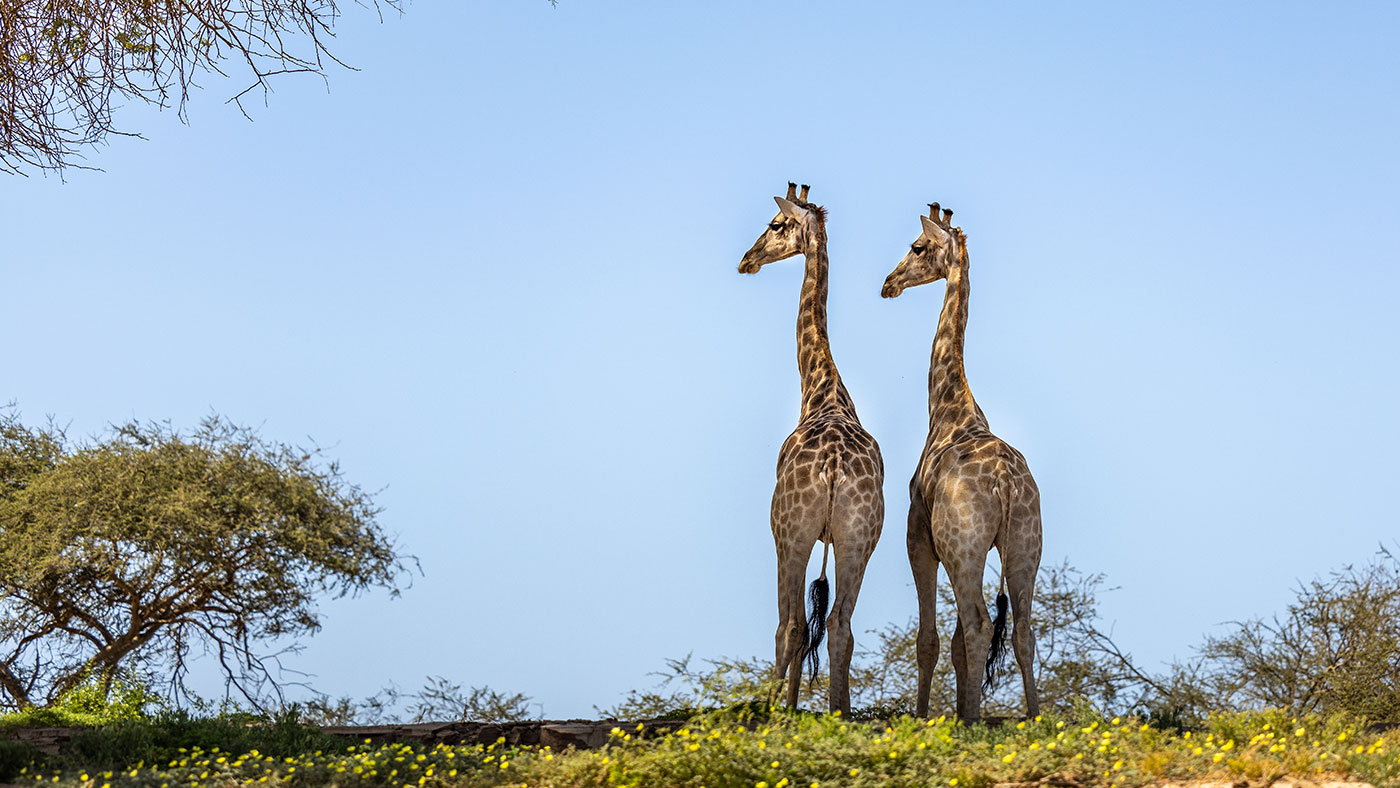 Giraffes in the Hoanib Valley, Namibia