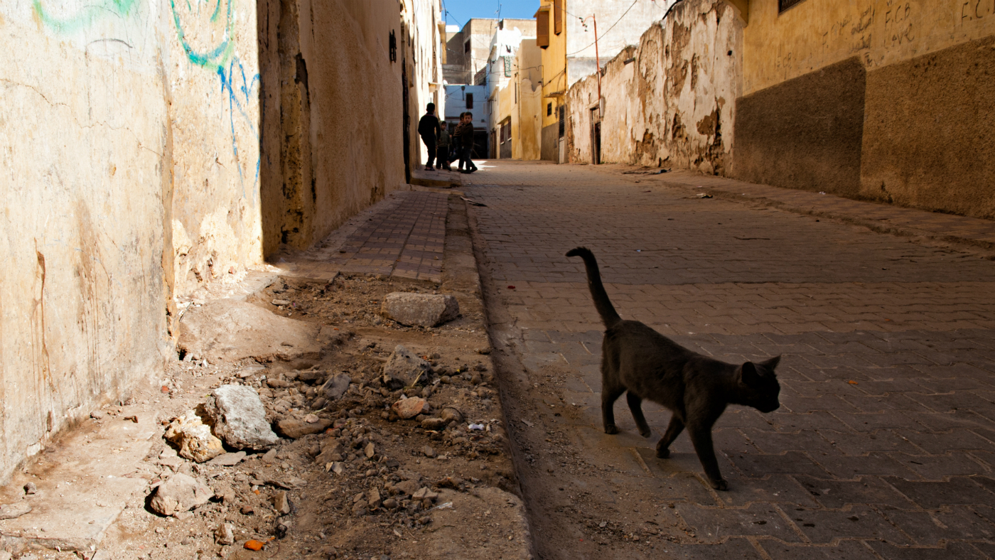 moroccocat.jpg