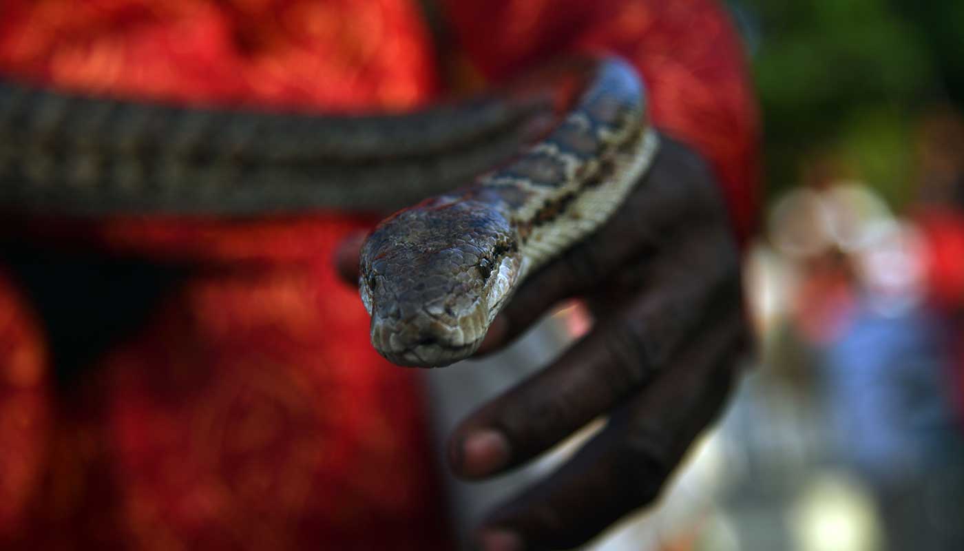 Woman blames snake for missing money in Nigeria