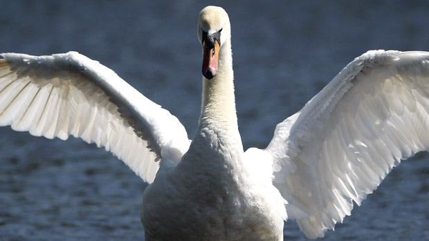 WINDSOR, ENGLAND - APRIL 07:A swan flaps it&#039;s wings in the River Thames on April 7, 2011 in Windsor, England. Much of Britain continues to enjoy unseasonably warm weather, recording the hotte