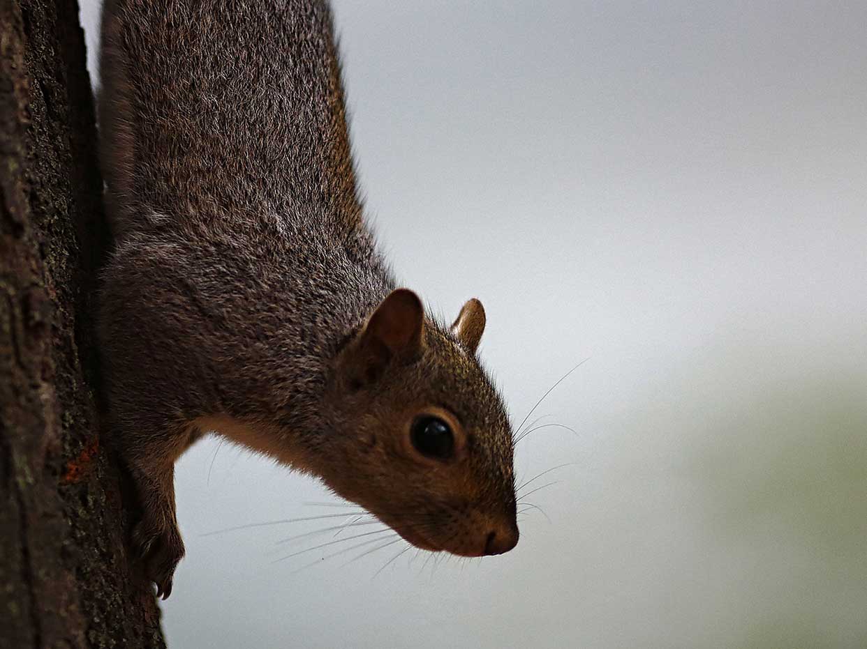 A grey squirrel 