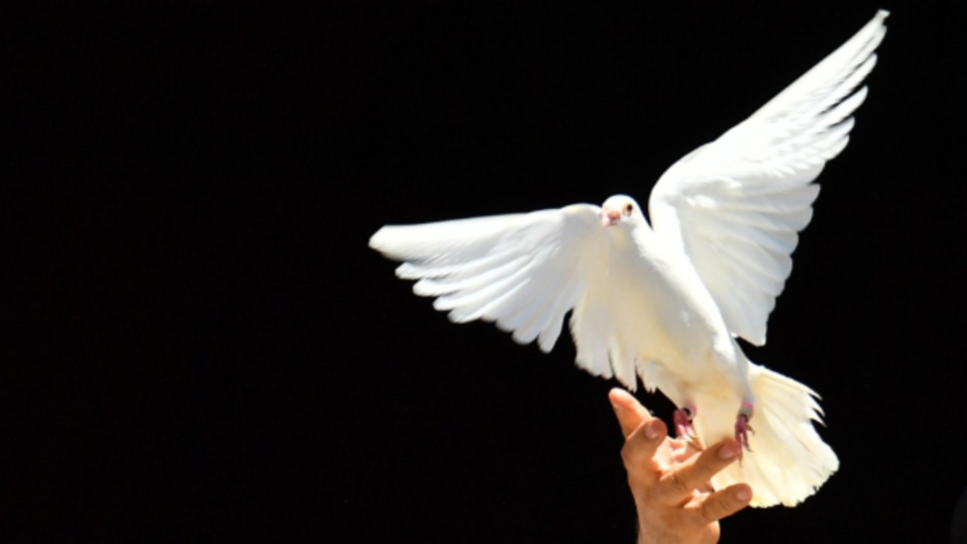 wd-peace_dove_2_-_alberto_pizzoli_afp_via_getty_images.jpg