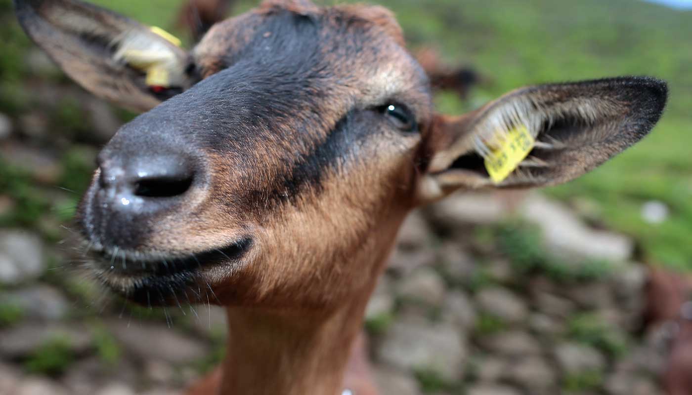 A goat 