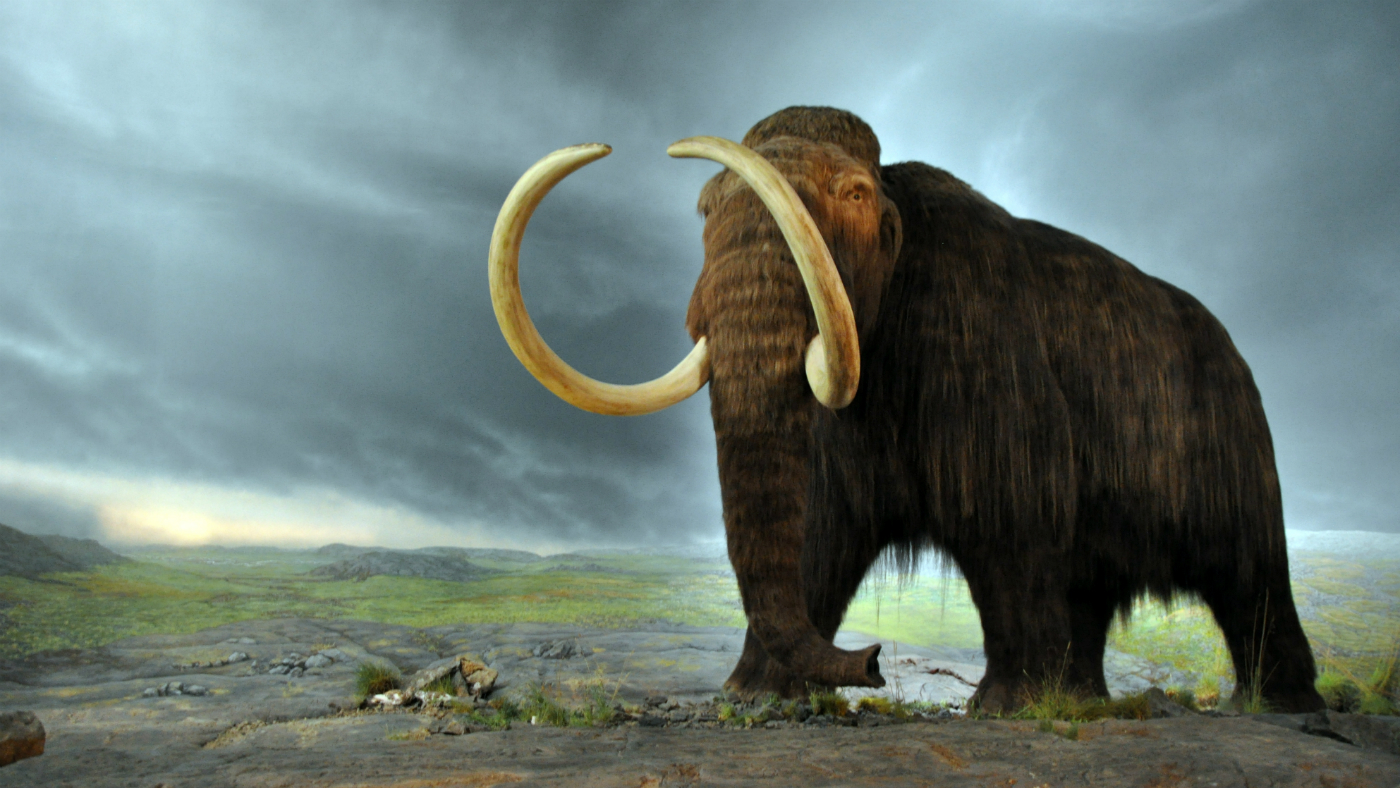 A woolly mammoth 
