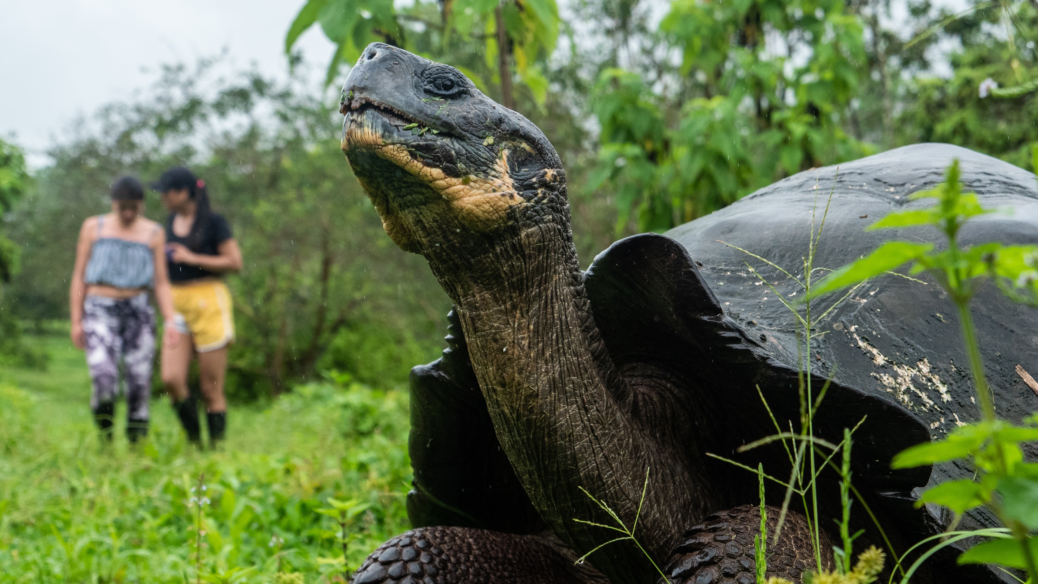 A tortoise on the Galapagos Islands
