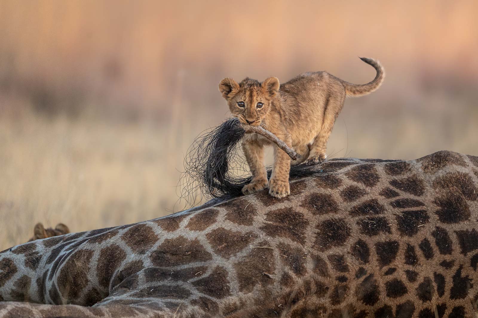 lion cub on giraffe