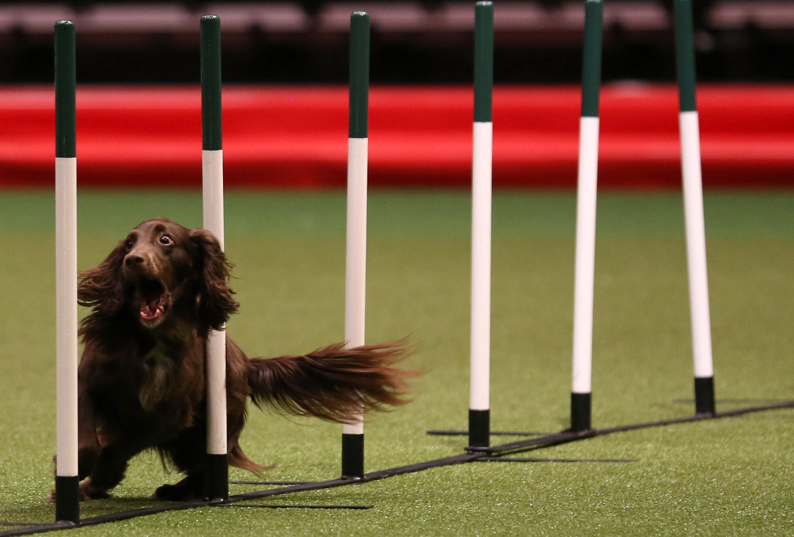 BIRMINGHAM, ENGLAND - MARCH 07:A dog competes in the agility competition on the second day of the Crufts dog show at the NEC on March 7, 2014 in Birmingham, England. Said to be the largest sh
