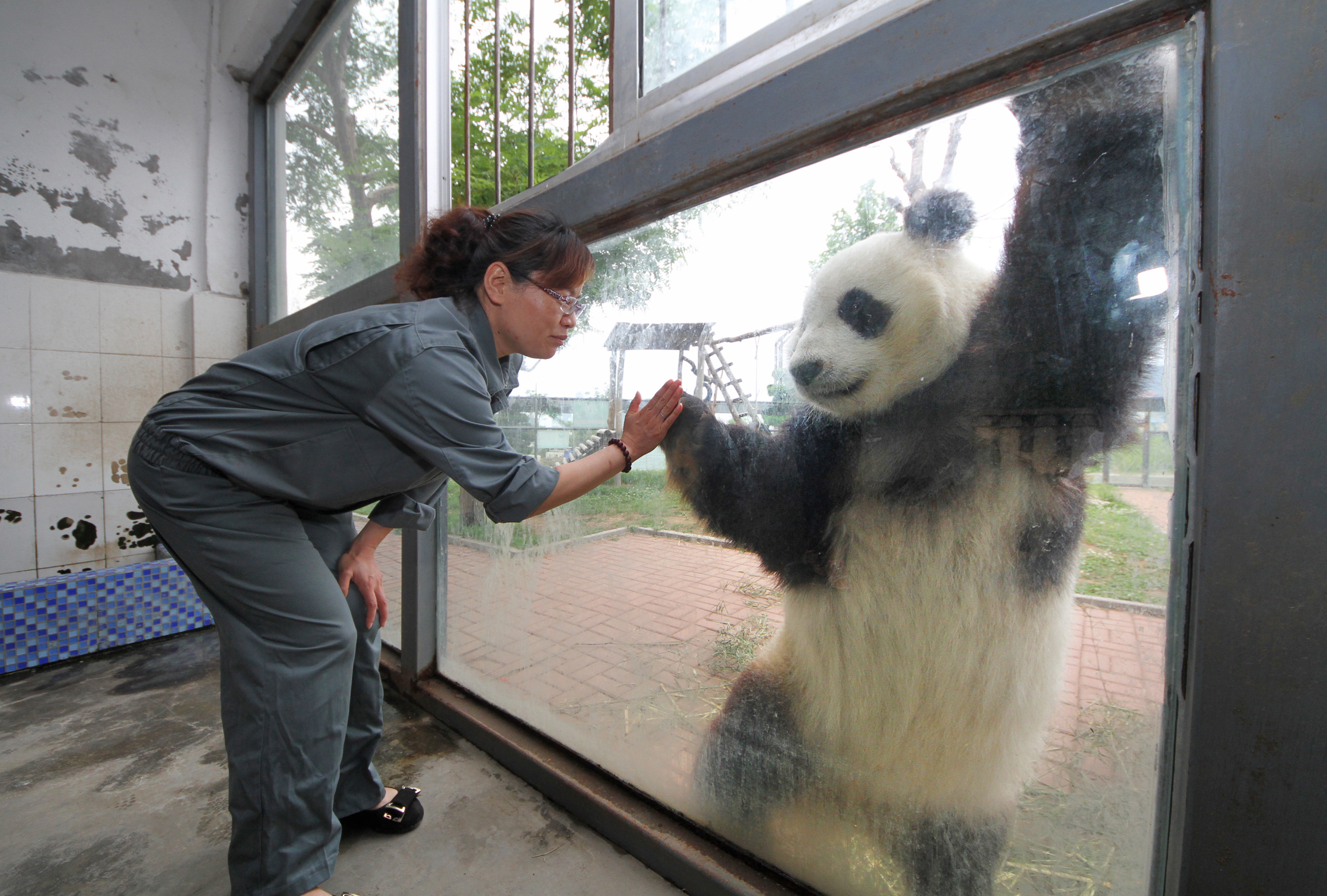 YANTAI, CHINA - JUNE 09: (CHINA OUT) Giant panda &#039;Huaao&#039; shakes hands with a breeder across the glass at Yantai Nanshan Park Zoo on June 9, 2014 in Yantai, Shandong Province of China. Giant p