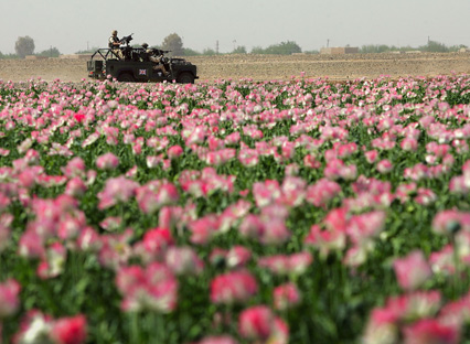 Opium growing in Helmand