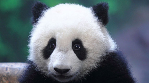 Baby panda in China