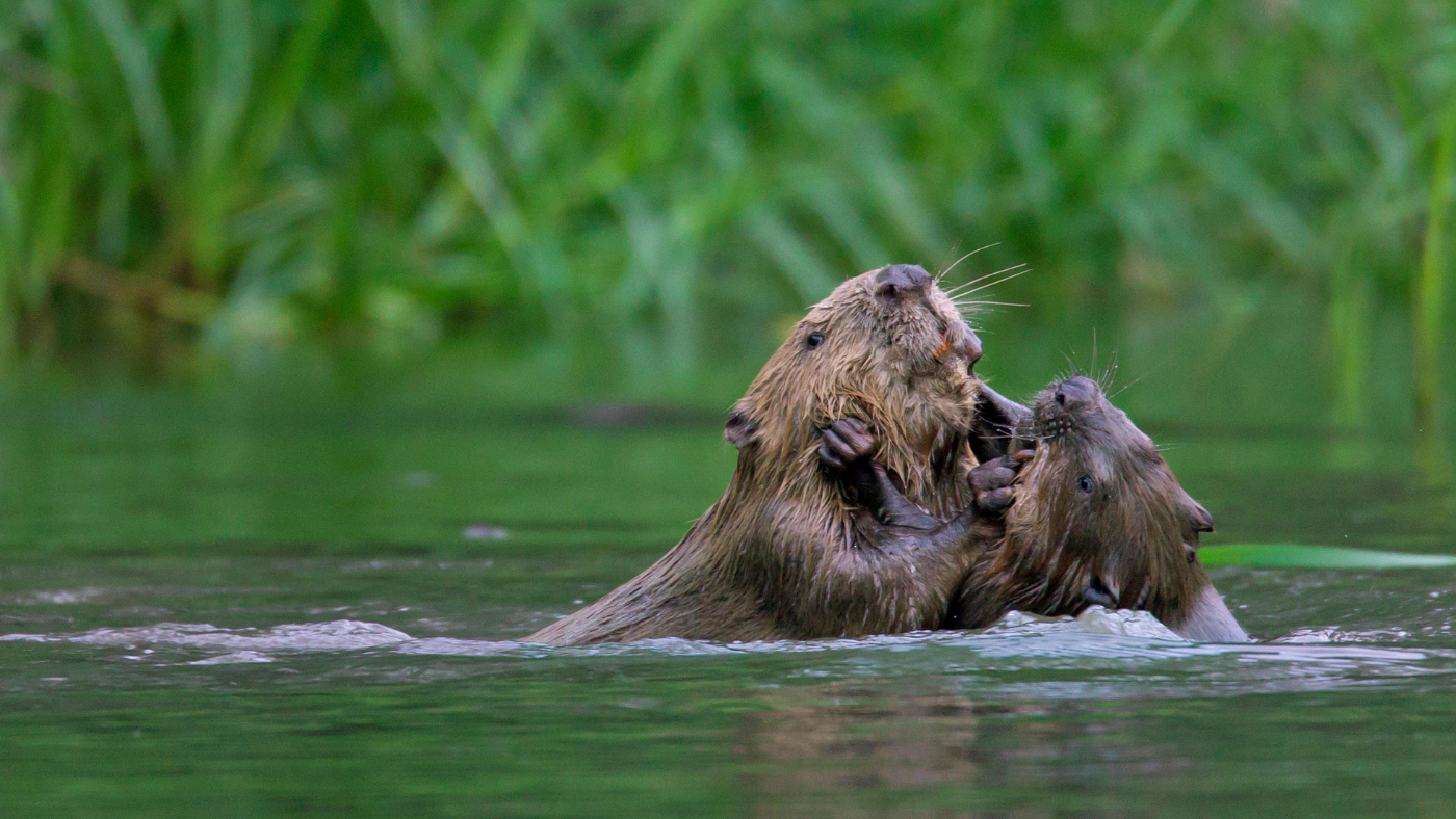 Beavers playing in a river