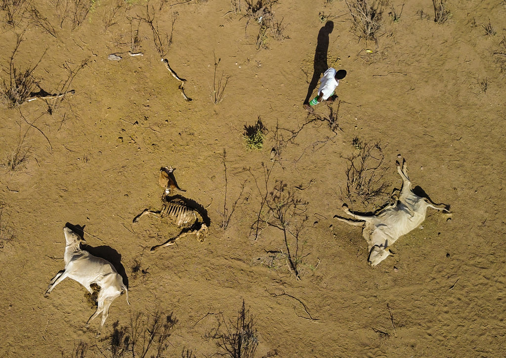Aerial view of dead cows during drought in Ethiopia