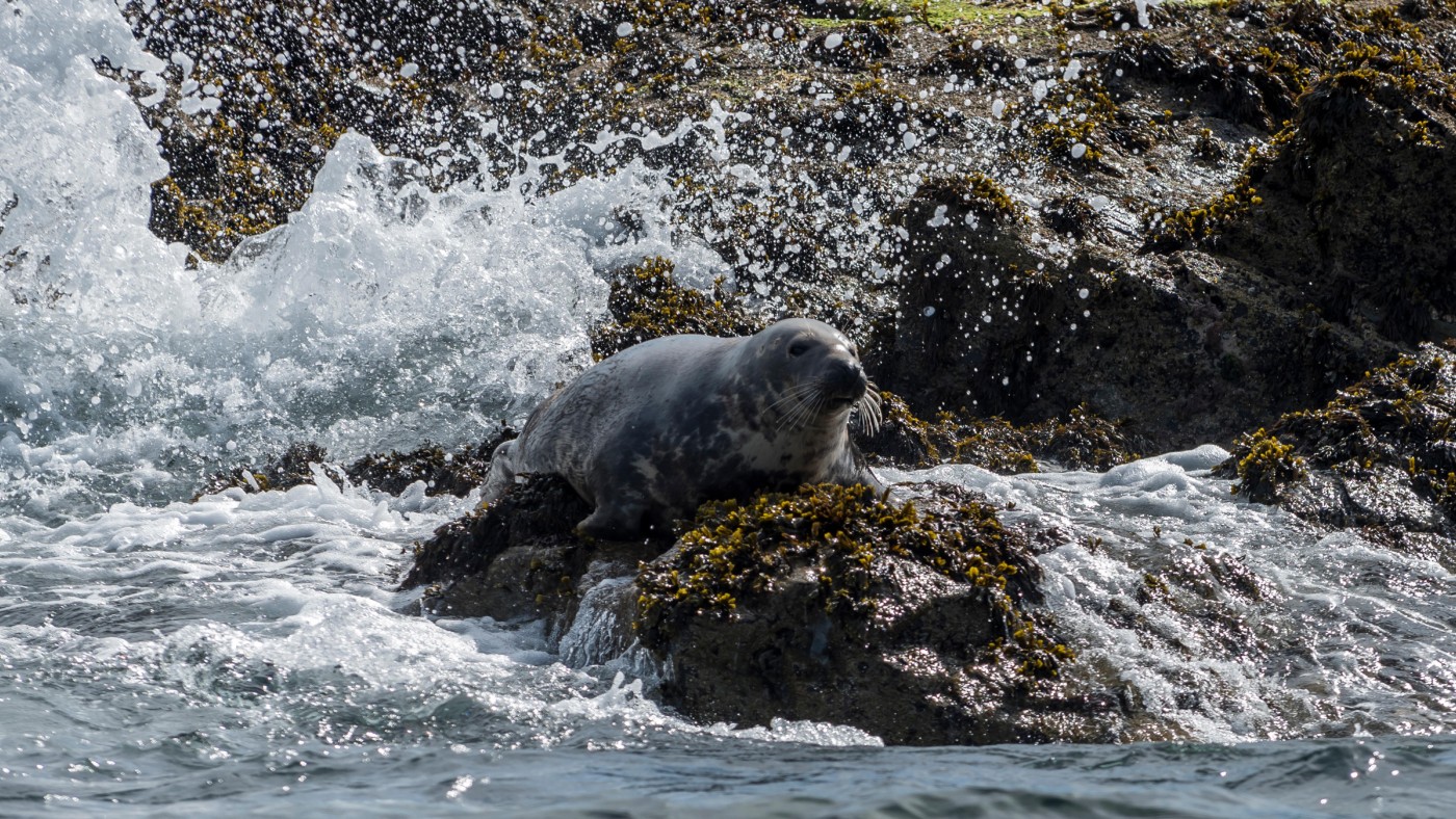 A seal basking on the rocks at Seal Island in St Ives  