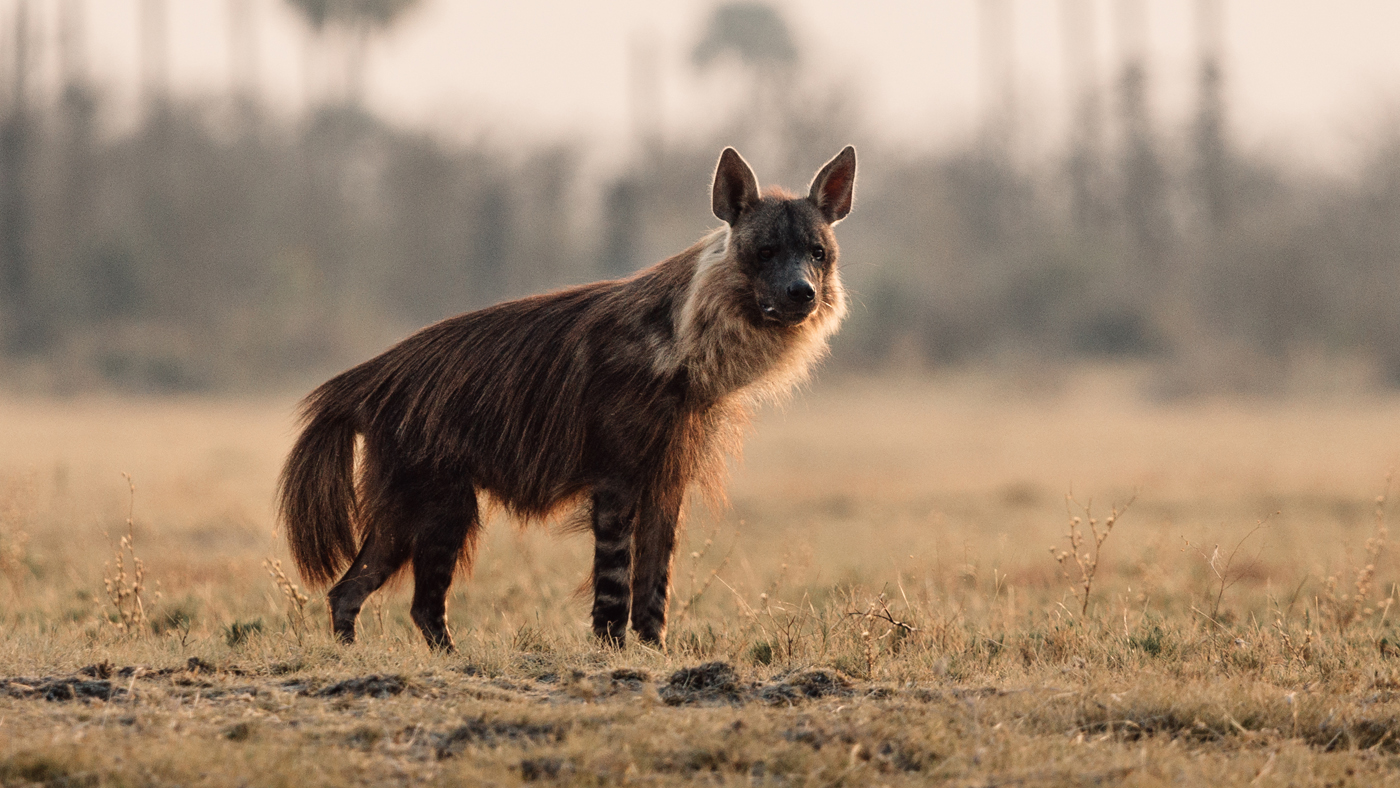 Hyena, Botswana