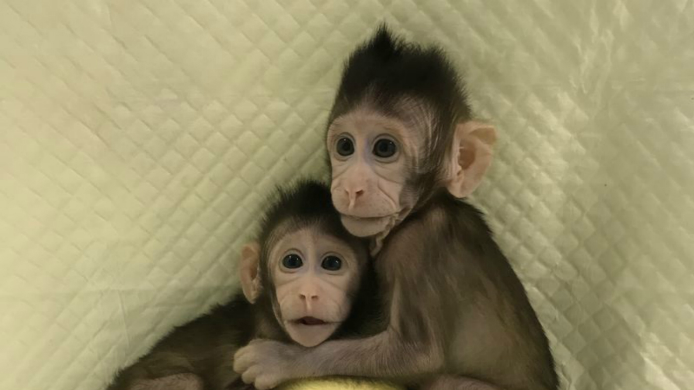 Cloned monkeys
