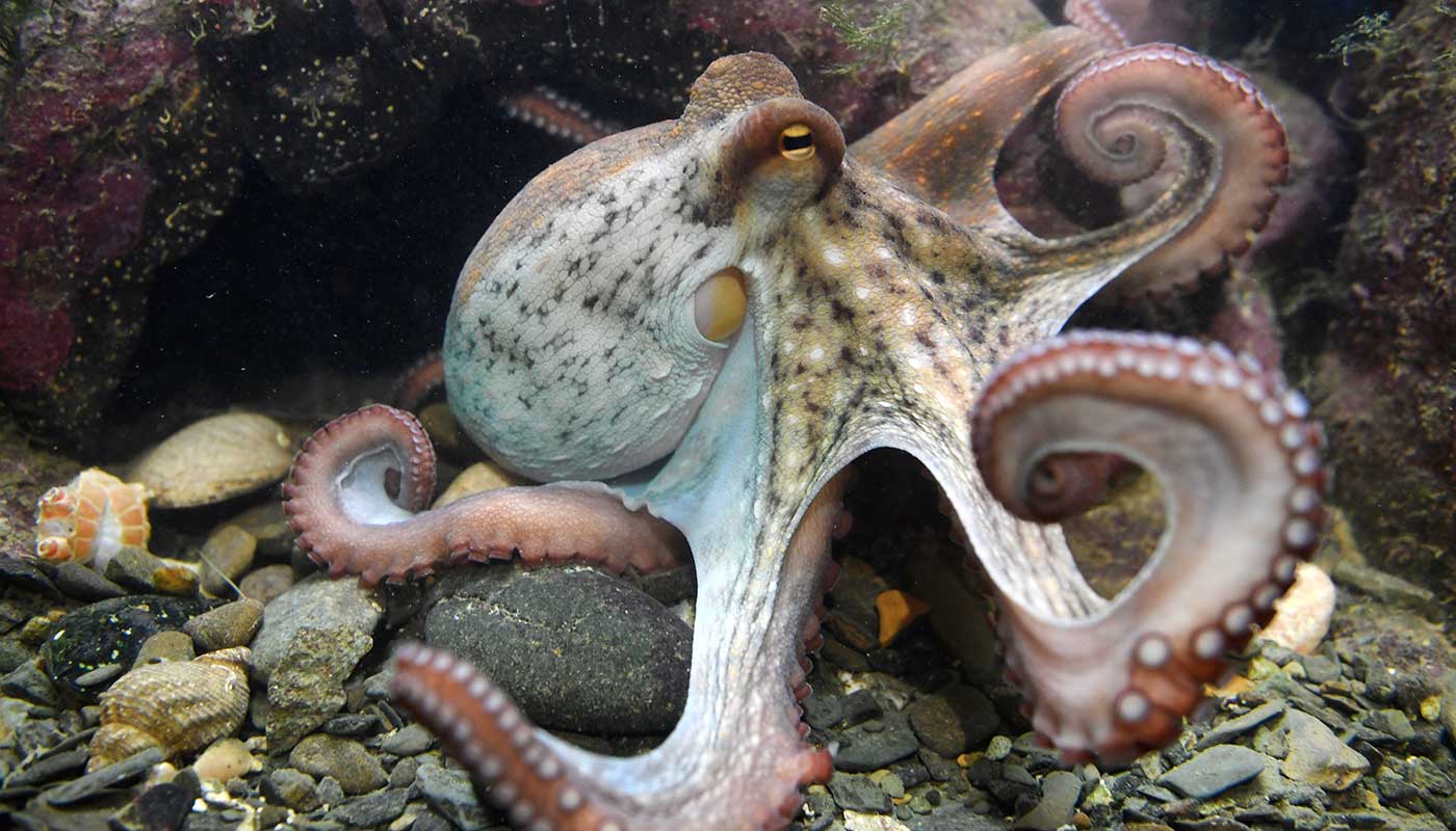 An octopus 