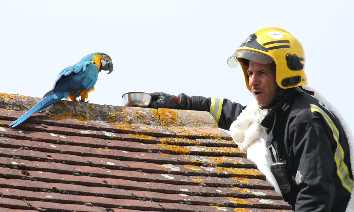 Parrot roof Fire brigade