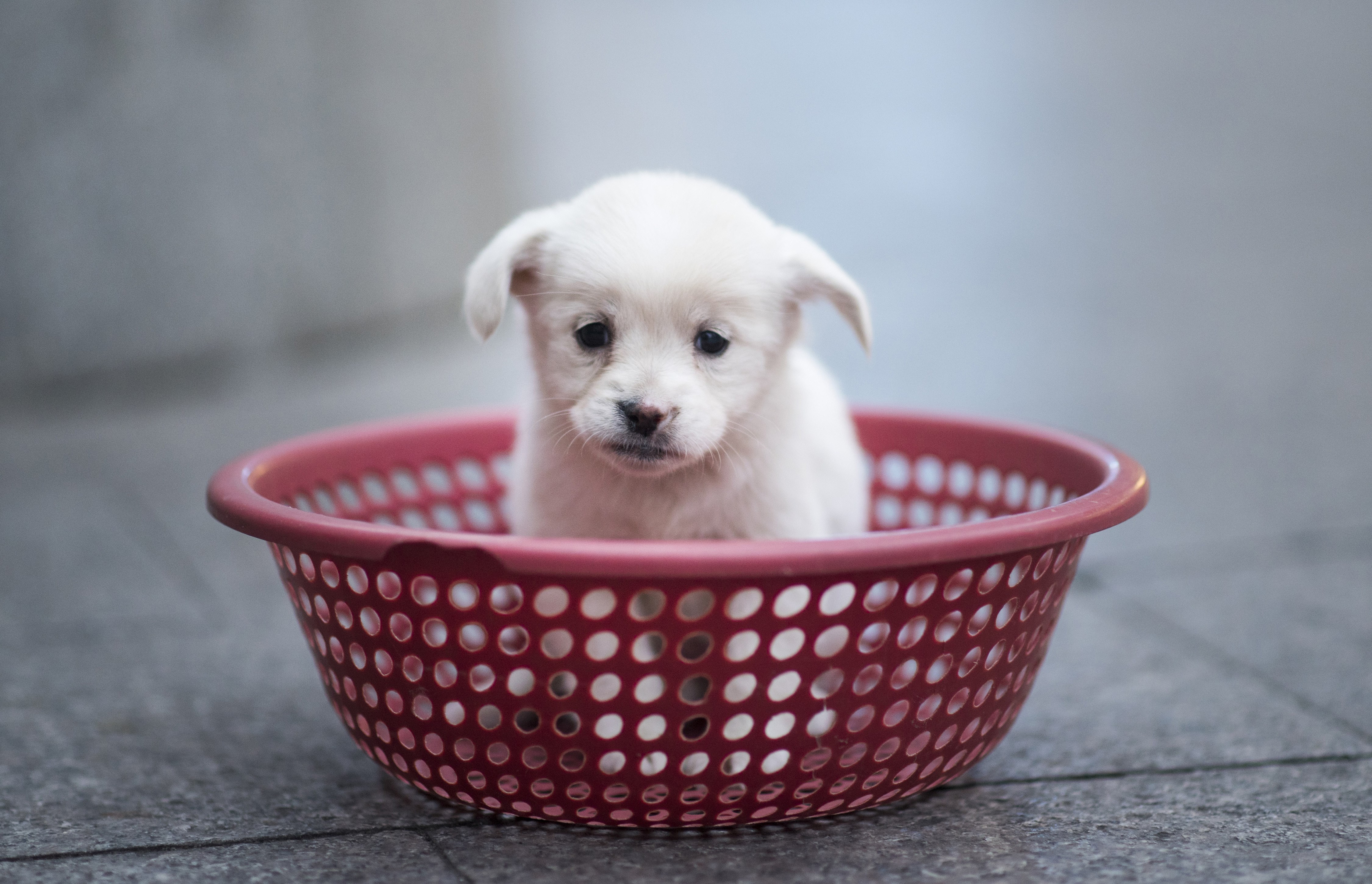 A puppy sits in a plastic strainer, waiting to be sold by its owner, in front of a subway station in downtown Shanghai on October 28, 2015. The owner sold four puppies each selling for 100 yu