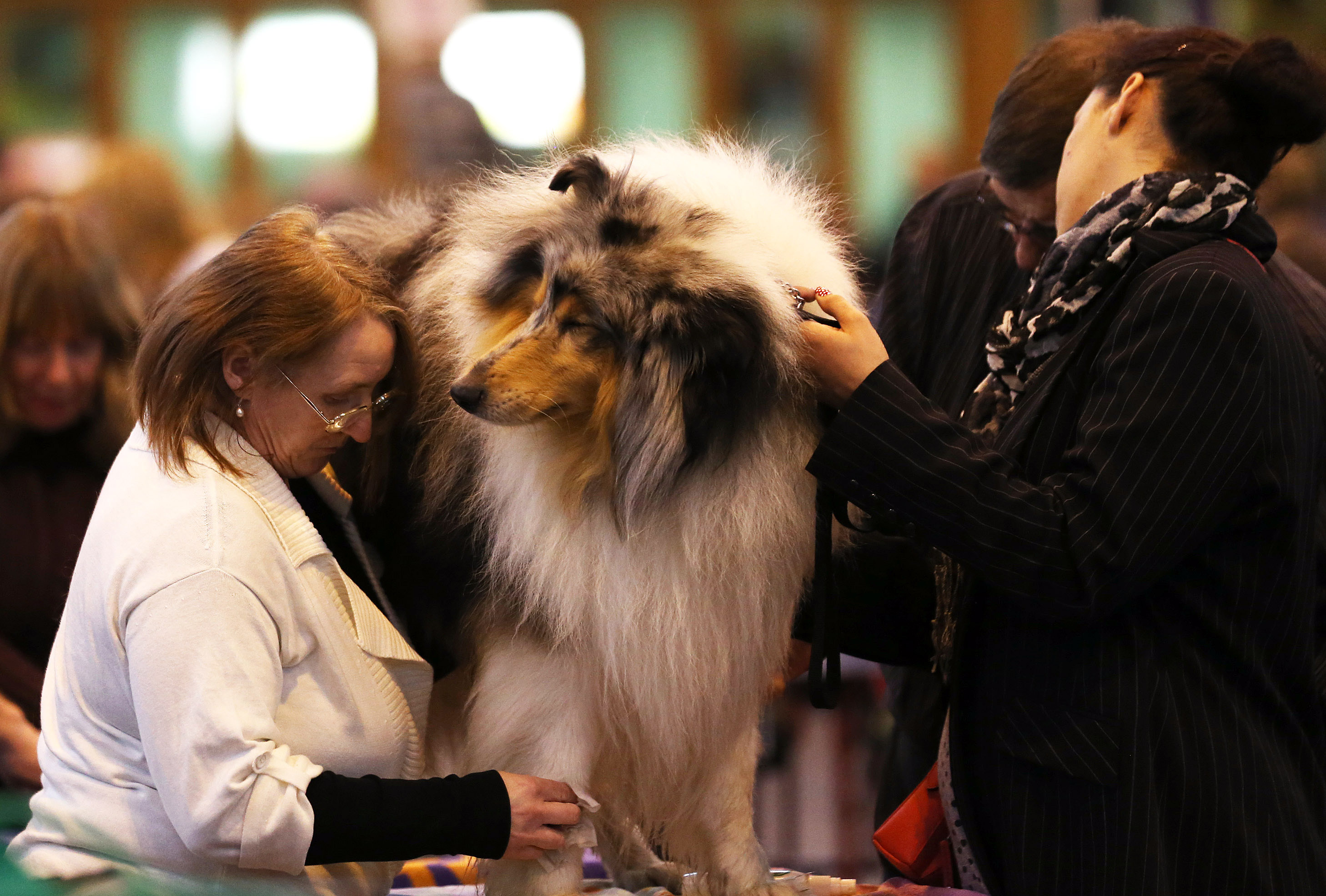 BIRMINGHAM, ENGLAND - MARCH 06:A dog is groomed on the first day of Crufts dog show at the NEC on March 6, 2014 in Birmingham, England. Said to be the largest show of its kind in the world, t