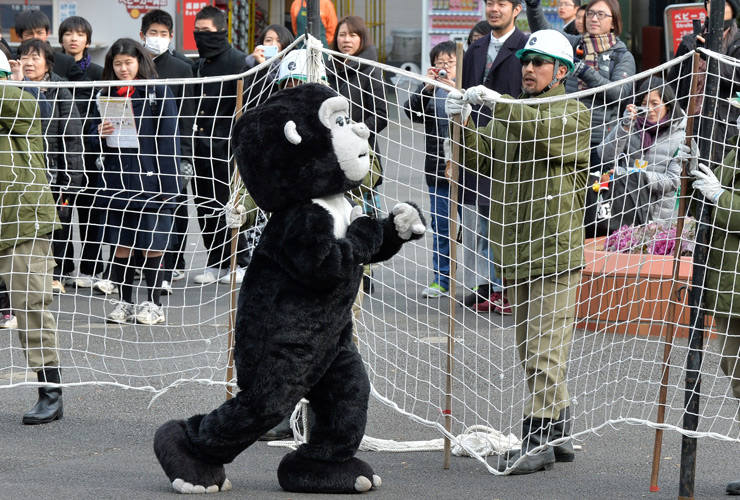 Japan Zoo, escaped gorilla