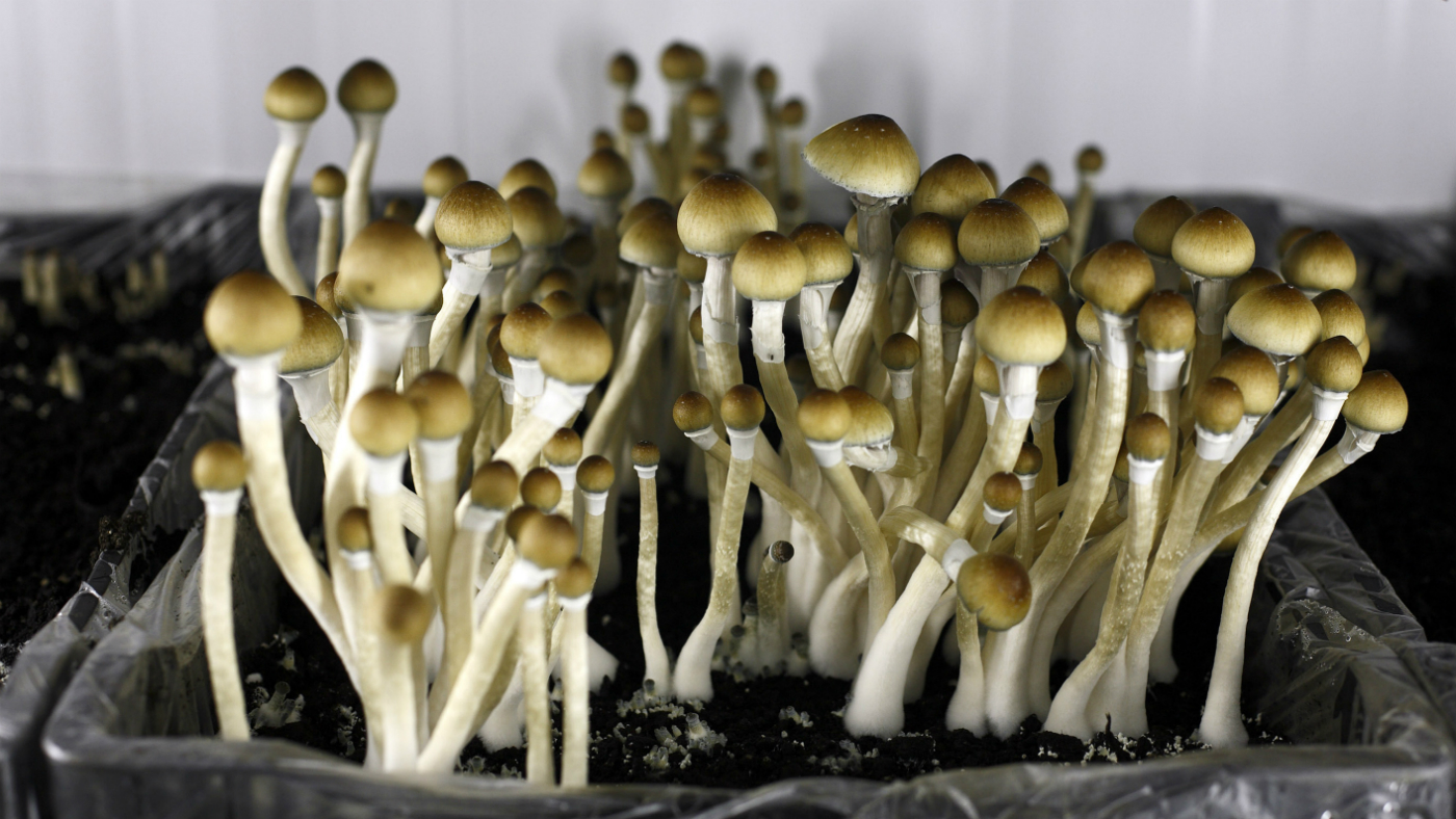 Magic mushrooms growing 