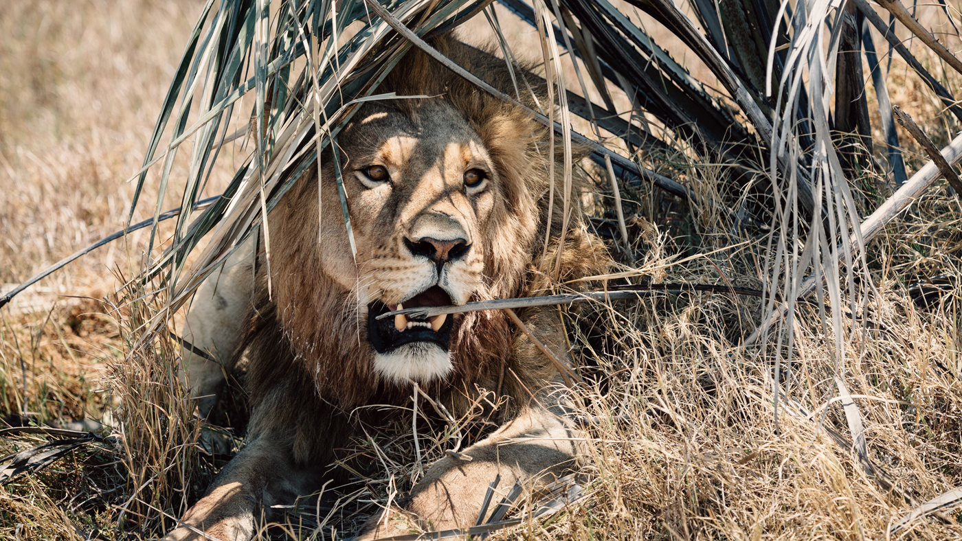 Lion on the Makgadikgadi salt pans, Botswana